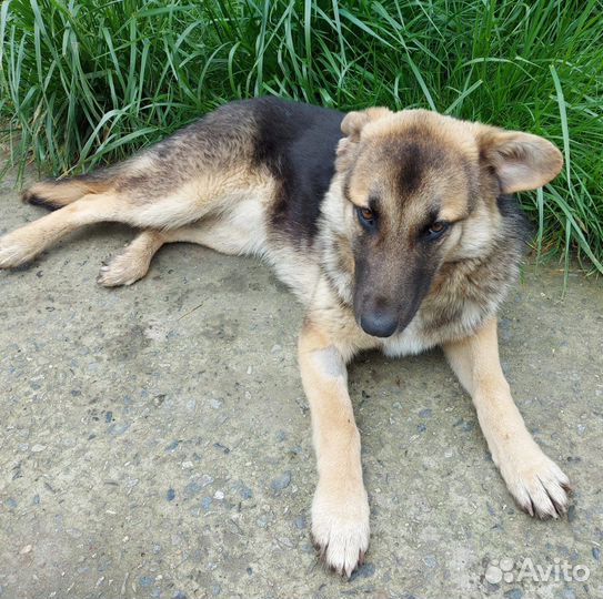 Собака умная ласковая 5 мес