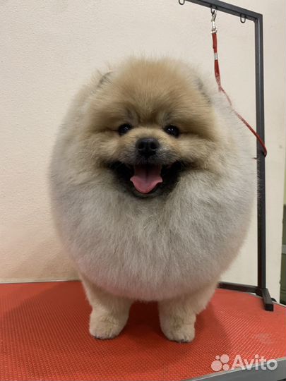 Стрижка собак/груминг/тримминг