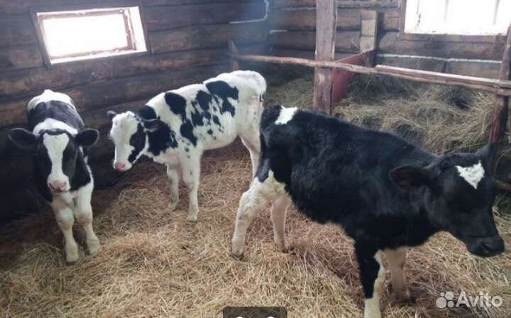 Бычки телята