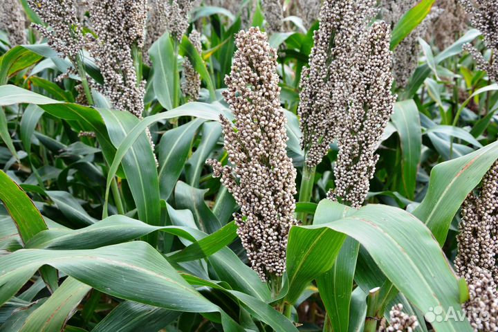 Семена сорго
