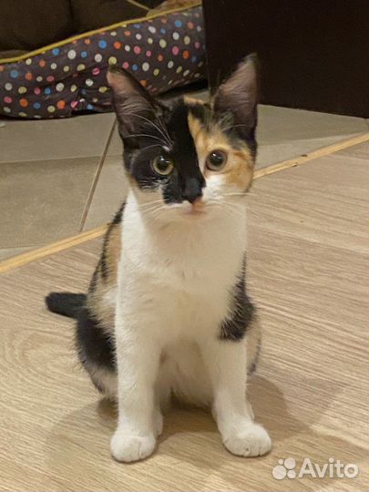 Домашиние котята