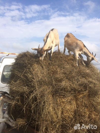 Сено в рулонах 2023