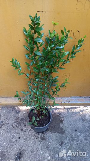 Мирт лекарственный