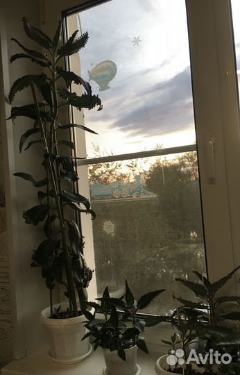 Каланхоэ «чихалочка» лечебное доктор