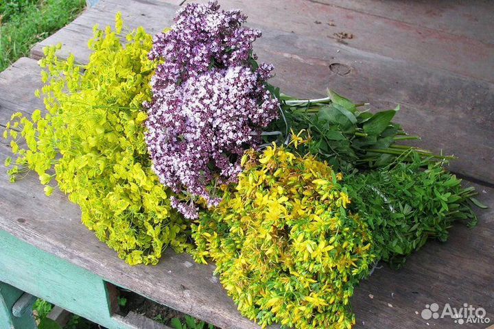 Трава душица зверобой