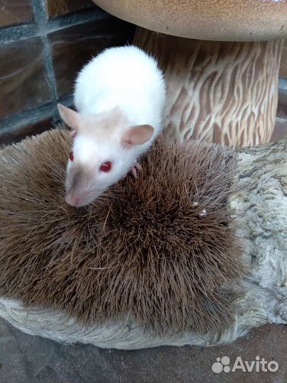 Декоративные крысята