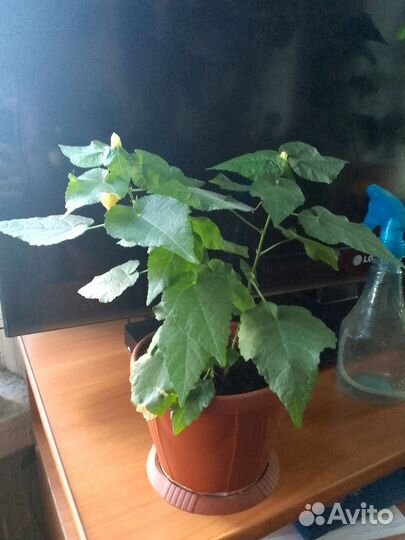 Абутилон Белла,органза, Джульетта