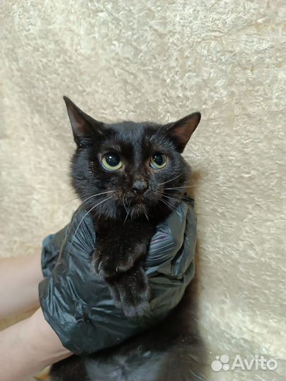 Кошки пантеры в ответственные руки