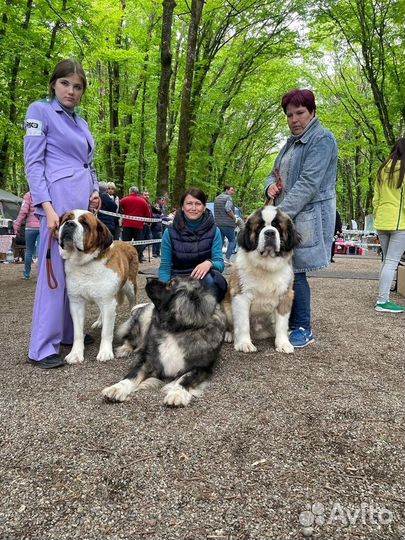 Сенбернар вязка