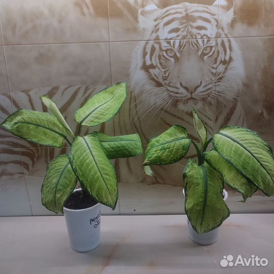 Комнатные цветы. Диффенбахия