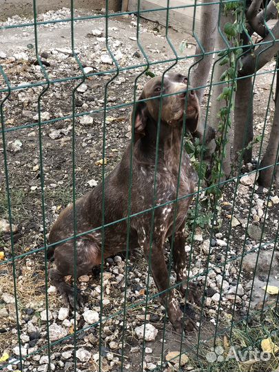 Курцхаар в добрые руки