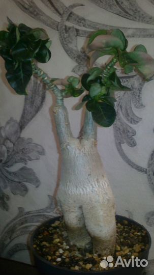 Адениум прививка Mini Red