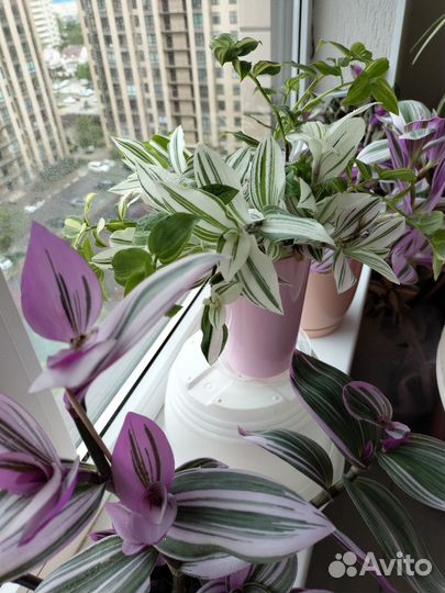 Традесканция Нанук,белая