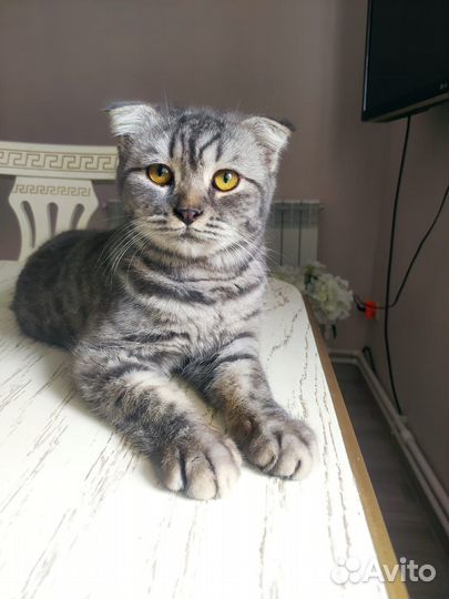 Вислоухий кот бесплатно