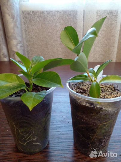 Дипладения красная