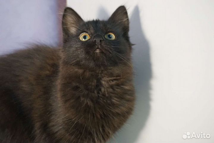 Кошка