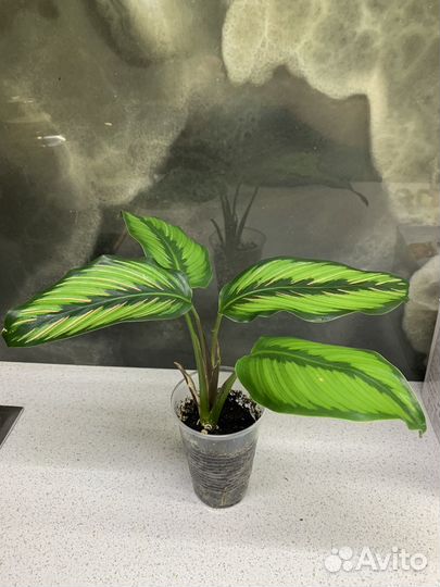 Калатеи разные домашние