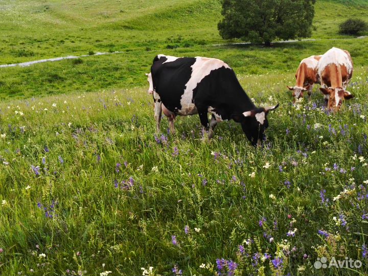 Коровы дойные молочные