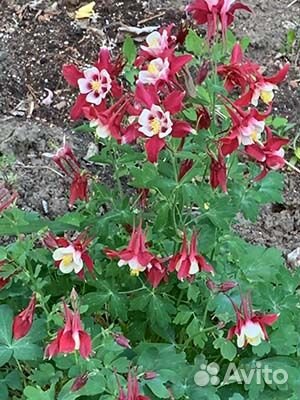 Многолетники для сада