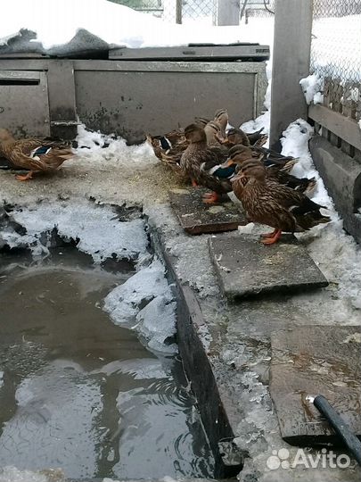 Подсадные утки для охоты