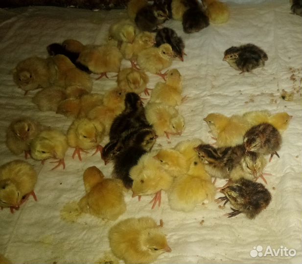 Перепелята, цыплята