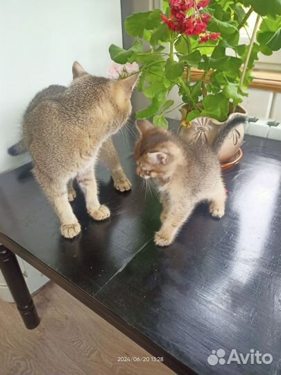 Кошка в дар бесплатно