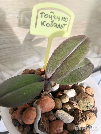 Орхидея фаленопсис