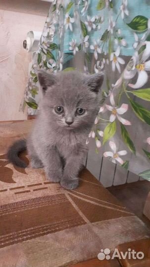 Шотландские котята