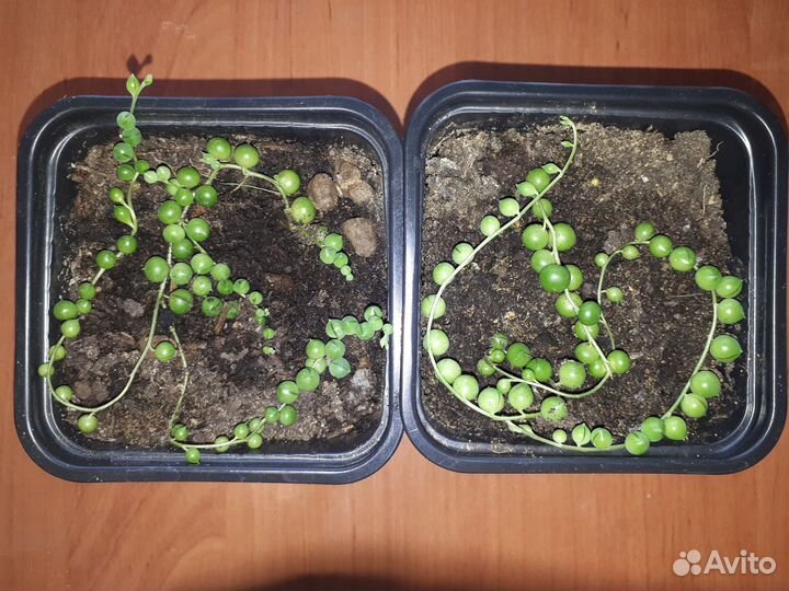 Крестовник Роули (горошины)