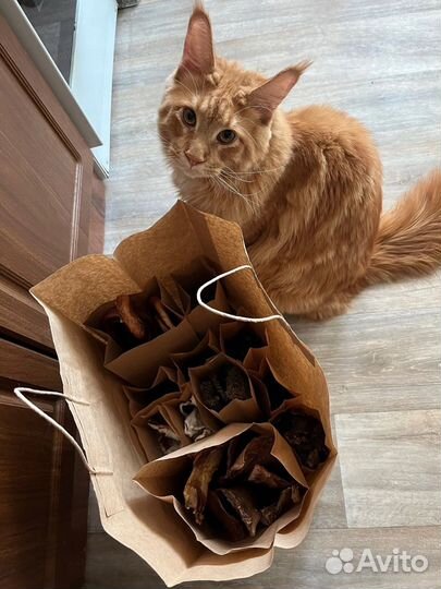 Лакомства для собак