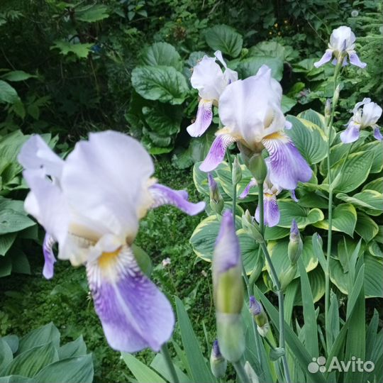 Ирисы