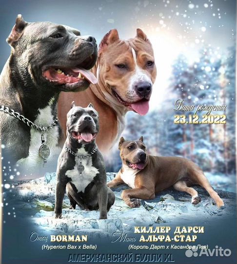 Американский булли xl