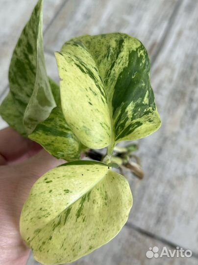 Эпипремнум sp variegated