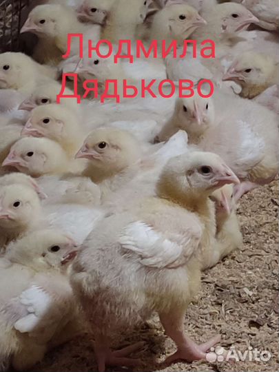 Бройлерные цыплята Арбор Айкрес