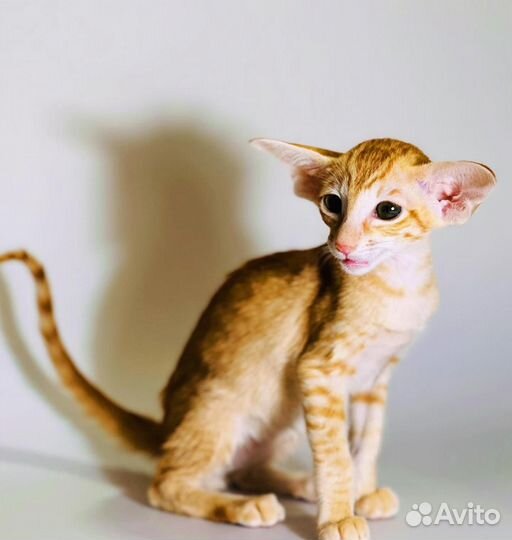 Ориентальные котята экстрим