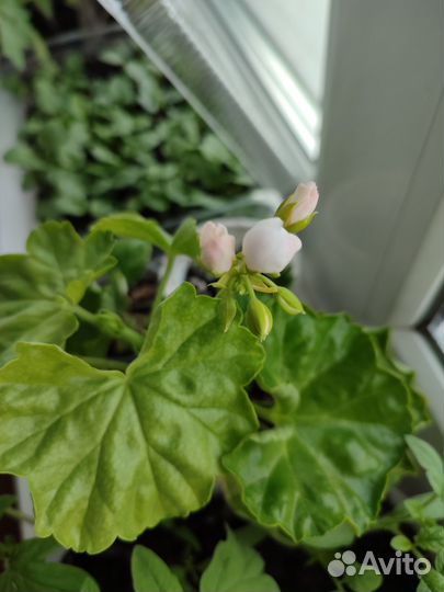 Цветущая сортовая герань