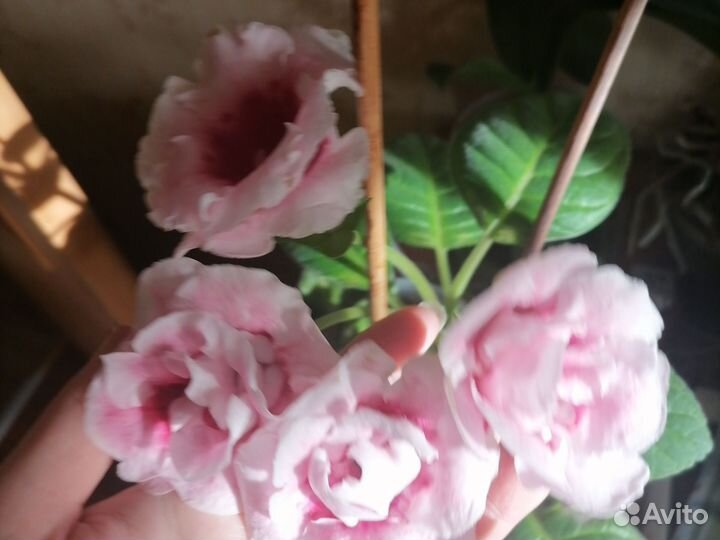 Глоксиния листики