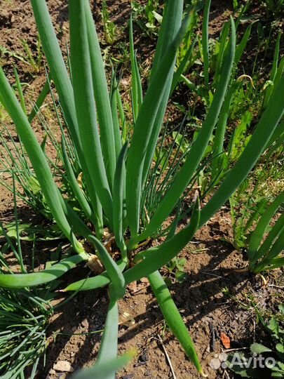 Саженцы вишни,ирги, облепихи, кр.черемухи