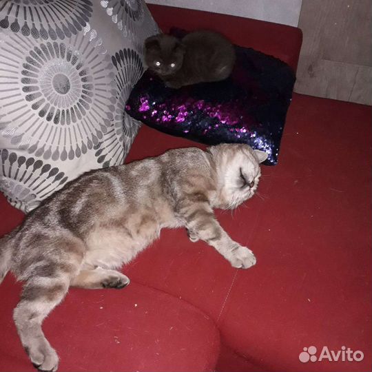 Британские котята