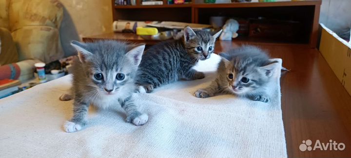 Котята