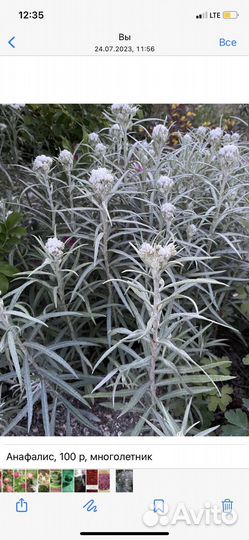 Анафалис многолетний