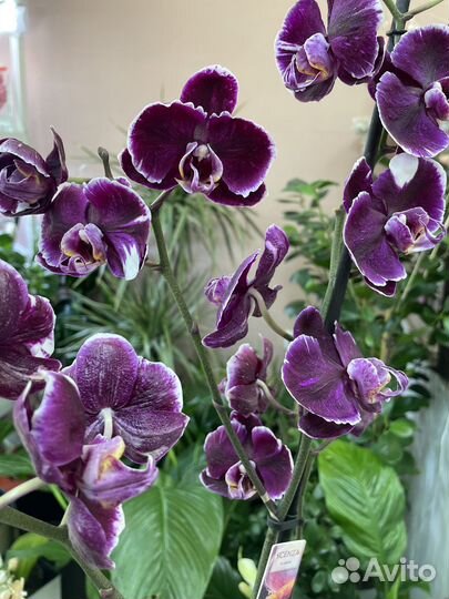 Фаленопсисы, мультифлора, Мильтононии, камбрии