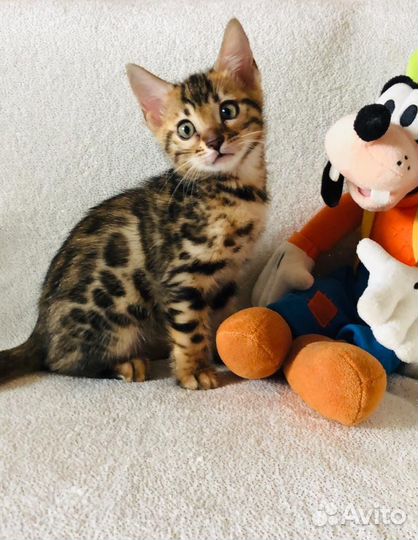 Продам бенгальских котиков