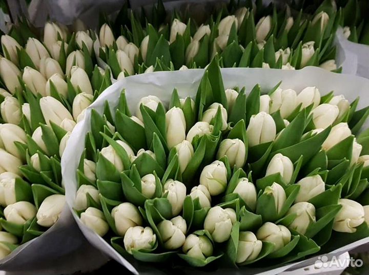 Оптом тюльпаны