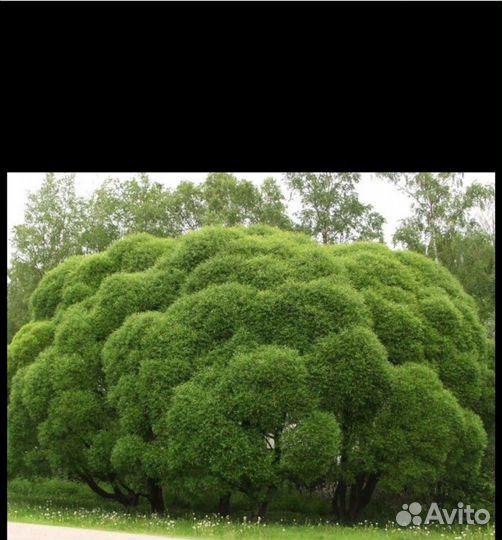 Ива шаровидная