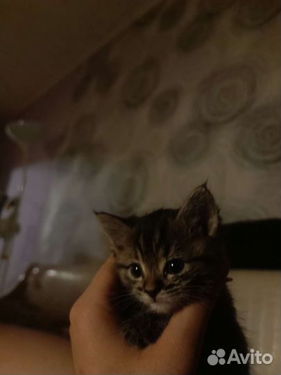 Котенок в добрые руки