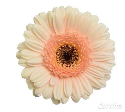 Цветы, розы, тюльпаны, композиции, букеты