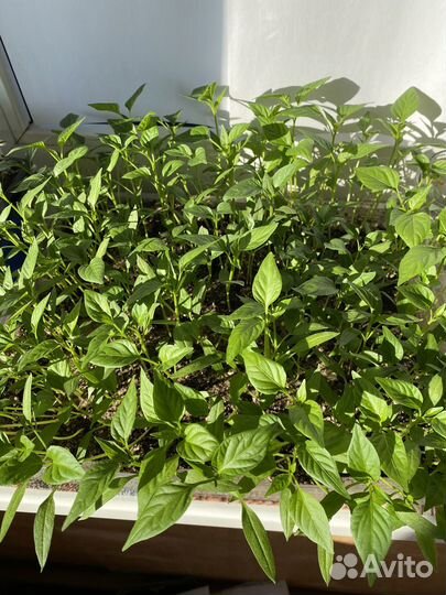 Рассада перцев,томатов,базилика