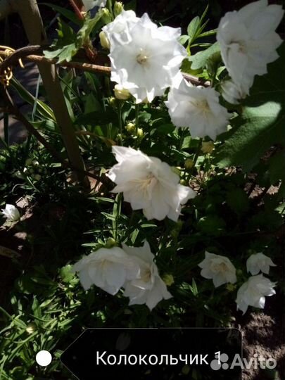 Флоксы метельчатые