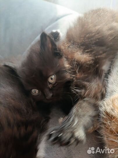 Невская маскарадная